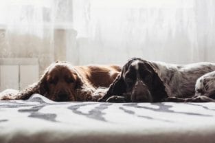 14 Amazing Facts About Cocker Spaniels That Will Blow Your Mind - PetPress