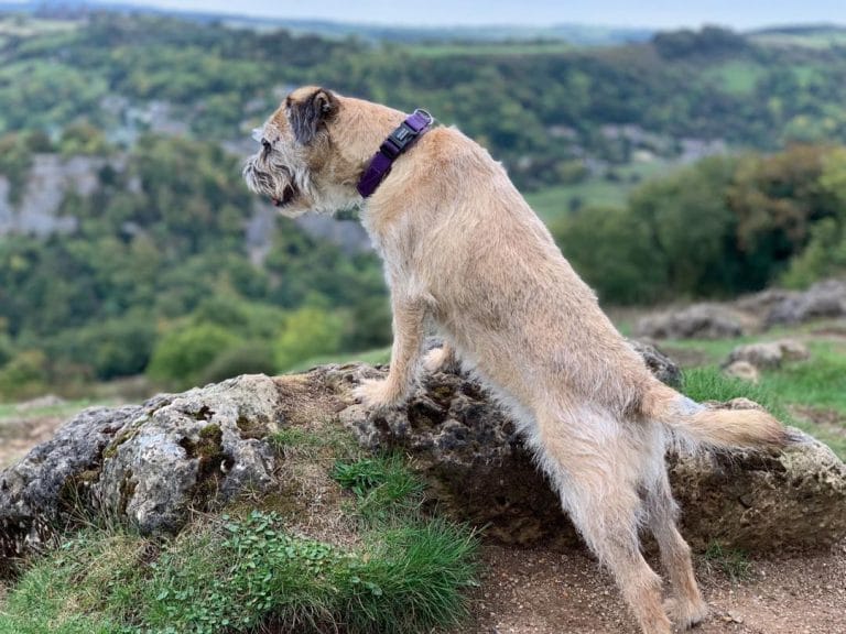 16 Things To Know About the Border Terrier PetPress