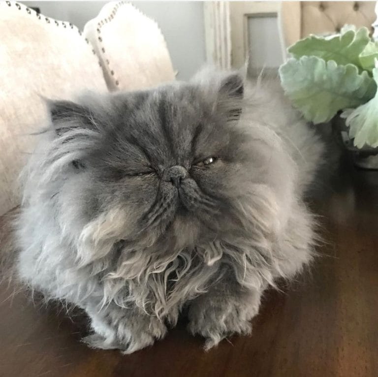 14 Adorable Pictures Of Persian Cats To Help You Get Through The Day