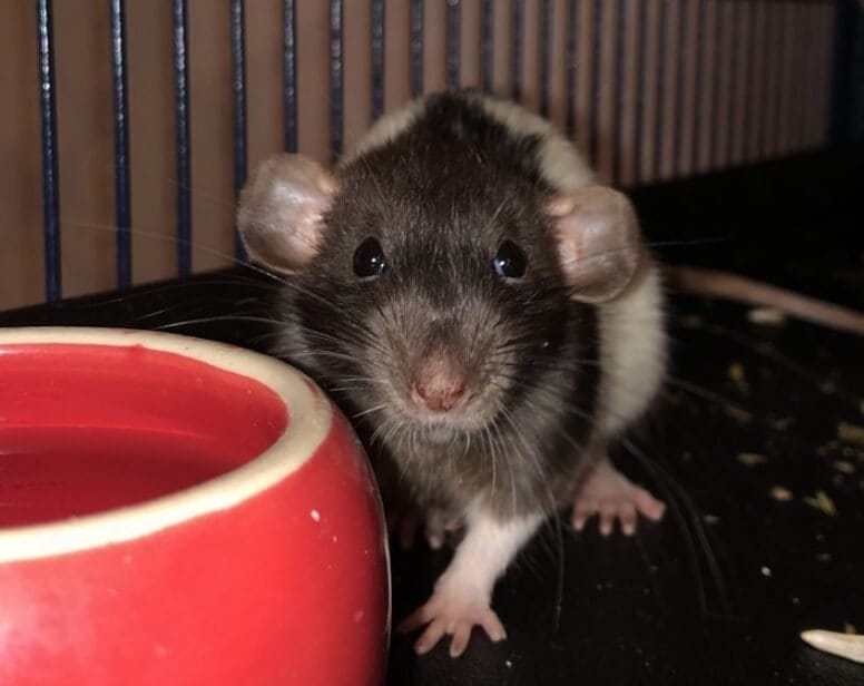 10 Reasons Why Rats Make Great Pets PetPress