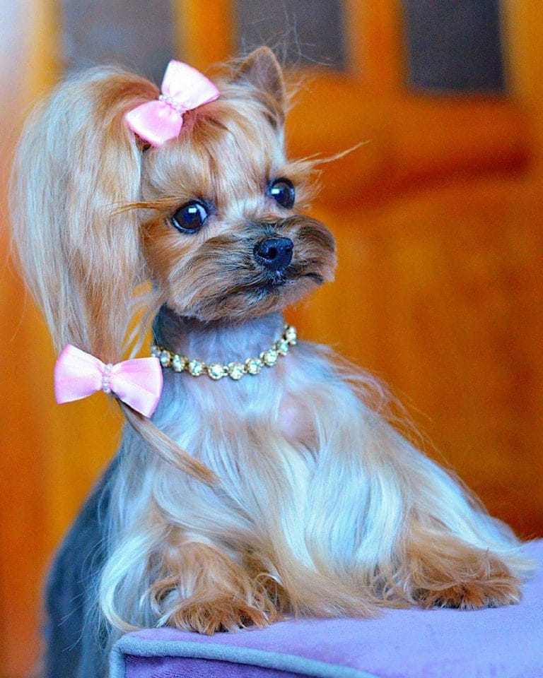 15 Cute Clothes That Will Fit for Your Yorkshire Terrier PetPress