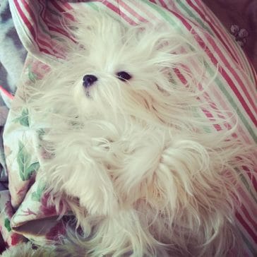 14 Incredibly Lovely Photos of Maltese Dogs - PetPress