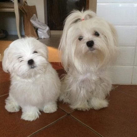 14 Incredibly Lovely Photos of Maltese Dogs - PetPress