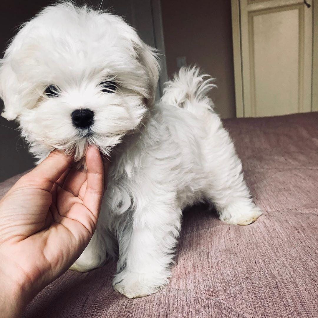 14 Incredibly Lovely Photos Of Maltese Dogs - PetPress