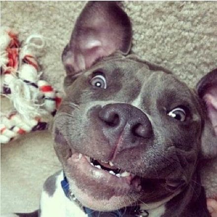 16 Pictures of The Most Adorable American Pit Bull Terrier Dogs - PetPress