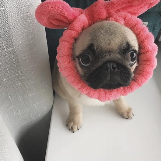 15 Pugs That Will Brighten Your Day Even When You Are Sad