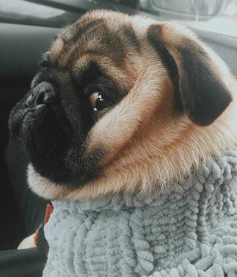 15 Funny Pics With Pugs That Will Make You Smile - PetPress