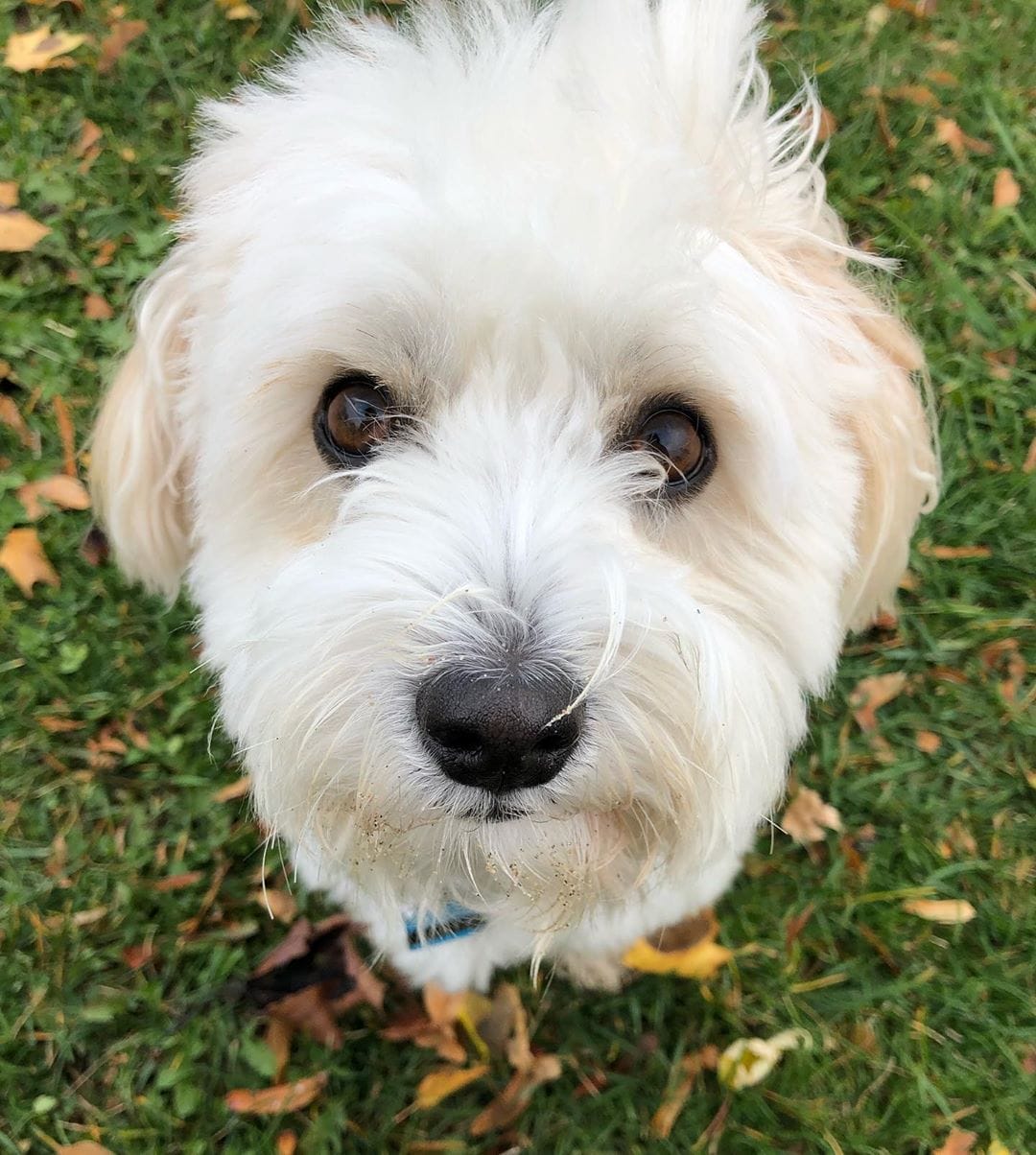 14 Astonishing Facts About Cotons de Tuléar PetPress