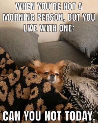 The 14 Funniest Pomeranian Memes That Will Brighten Your Day - Page 3 ...