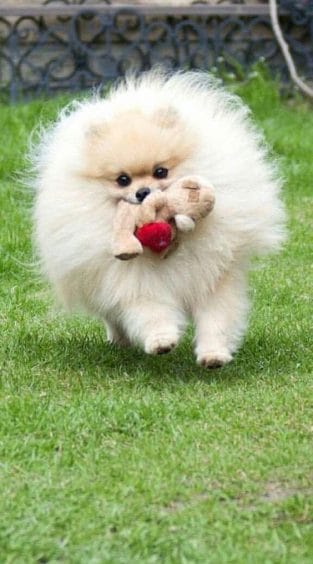 14 Favorite Toys For Your Pomeranians - PetPress