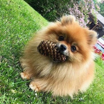 14 Cute Pomeranians With Their Favorite Toys - PetPress