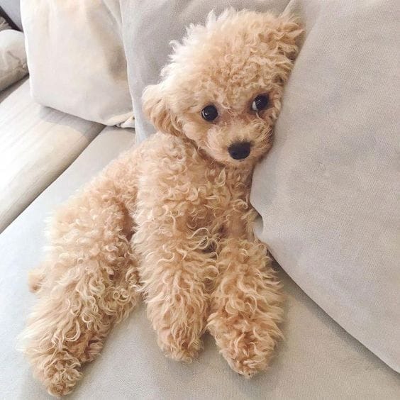 teacup poodle cute