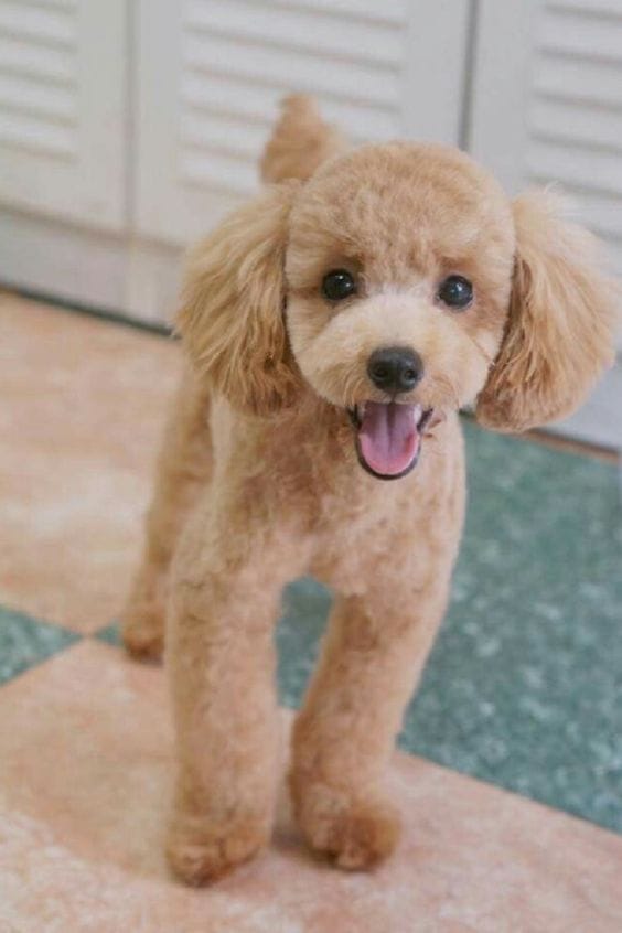 14 Amazing Pictures Of Toy Poodles That