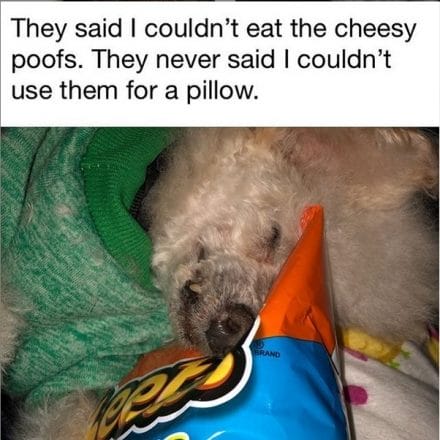 14 Funny Poodle Memes That Will Make Your Day! - Page 2 of 3 - PetPress