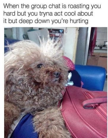 14 Funny Poodle Memes That Will Make Your Day! - Page 3 of 3 - PetPress