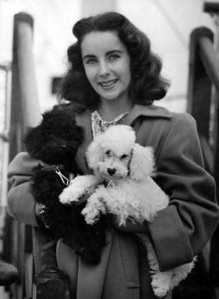 20 Beautiful Photos Of Celebrities With Poodles - Page 4 of 4 - PetPress