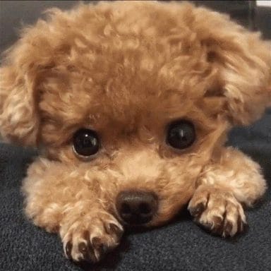 14 Cute Poodle Photos You've Ever Seen - Petpress