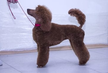 14 General Facts About The Poodle - PetPress