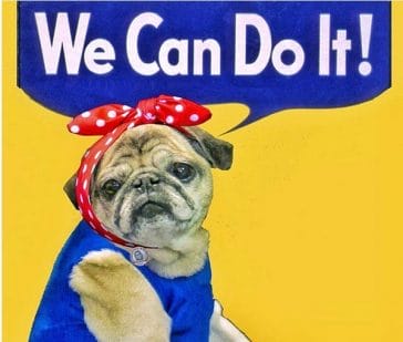 14 Pug Memes That Will Make You Cry Laughing! - PetPress