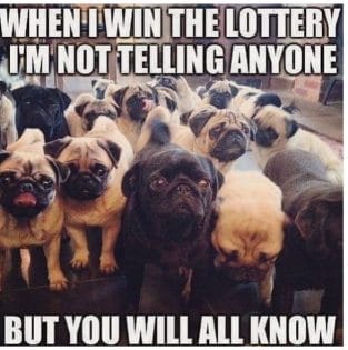 The 14 Funniest Pug Memes Ever! - PetPress