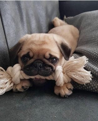 15 Funny Pug Photos That Will Make You Laugh - PetPress