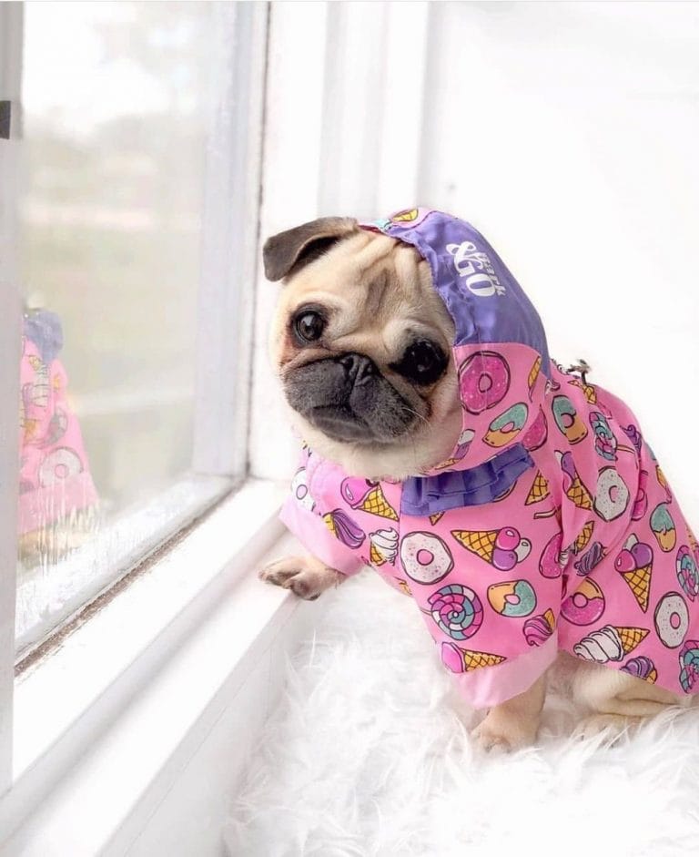 15 Hilarious Pug Photos That Will Make You Happy - PetPress
