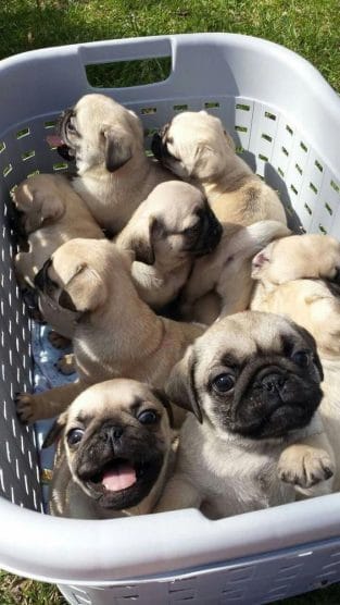 15 Reasons Why Pugs Are The Best - Page 3 of 3 - PetPress