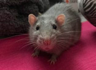 Top 550+ Best Names for Pet Rats - The Ultimate Rat Name List - PetPress