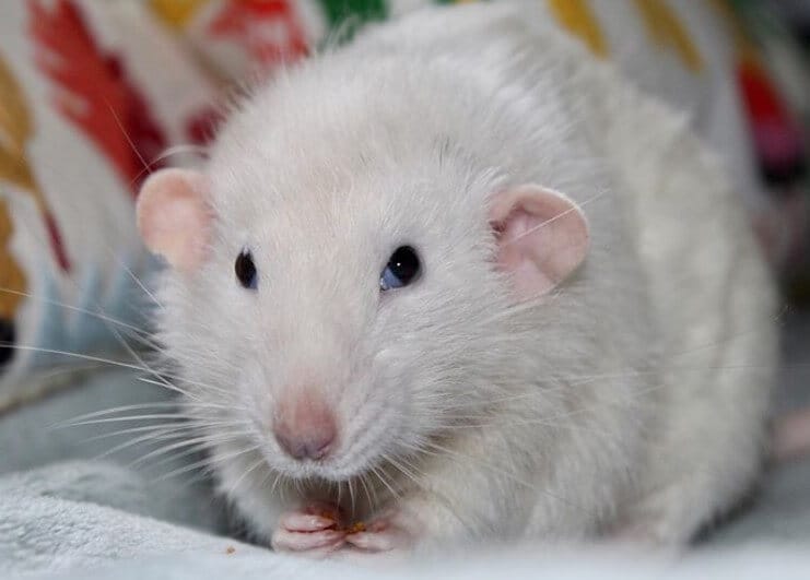 Top 550+ Best Names for Pet Rats - The Ultimate Rat Name List - PetPress