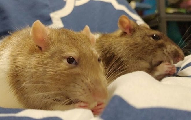 10 Reasons Why Rats Make Great Pets - PetPress