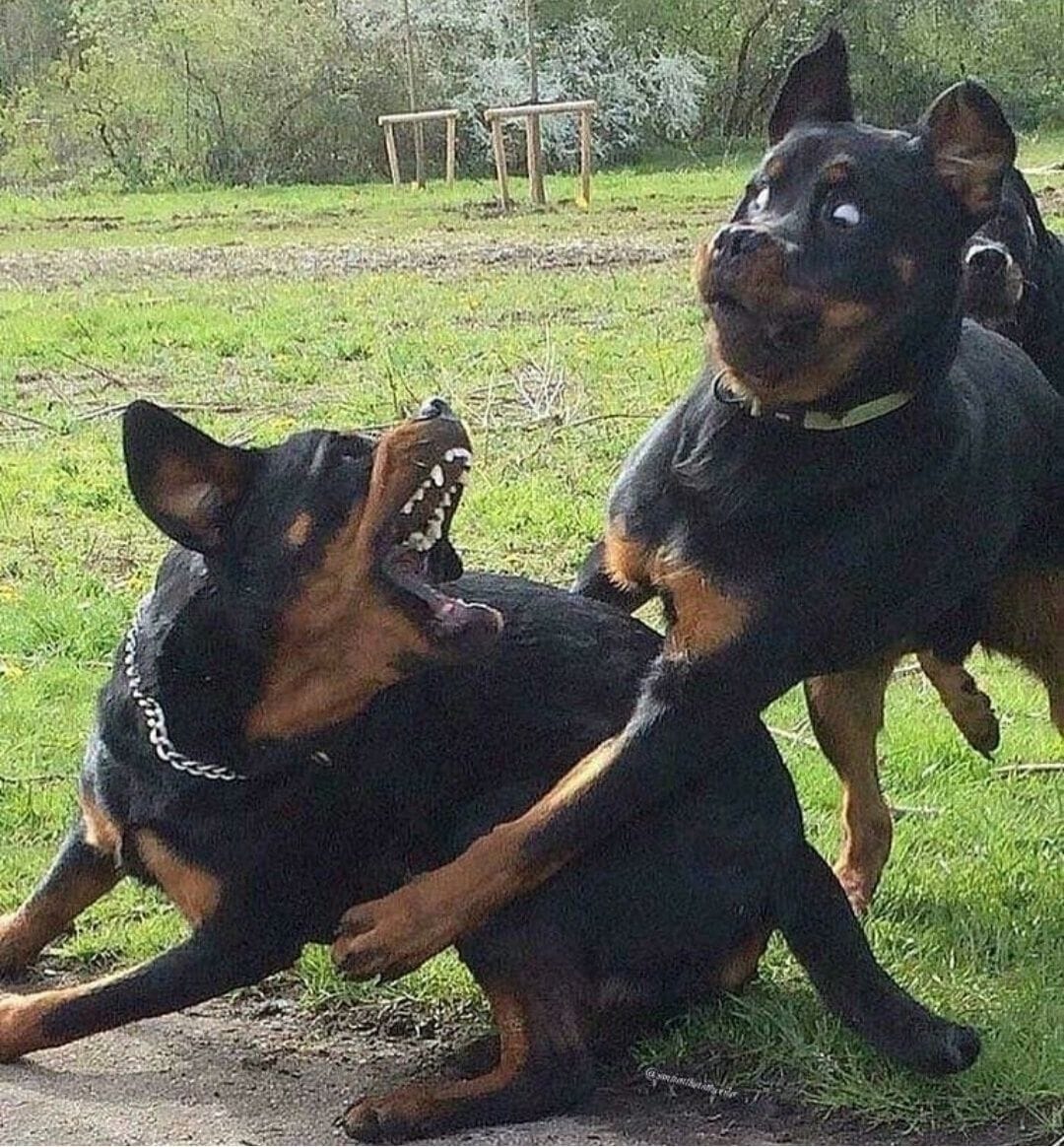 15 Photos Of Rottweilers That Will Make You Fall In Love With Them ...