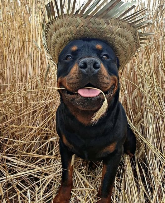 14 Hilarious Pictures Of Rottweilers To Brighten Your Day - PetPress