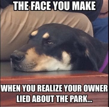 14 Funny Rottweiler Memes That Make You Laugh Too Hard - Page 2 of 3 ...