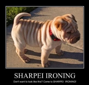 The 14 Funniest Shar Pei Memes That Will Make You Laugh Page 2 of 4