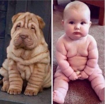 The 14 Funniest Shar Pei Memes That Will Make You Laugh Page 2 of 4