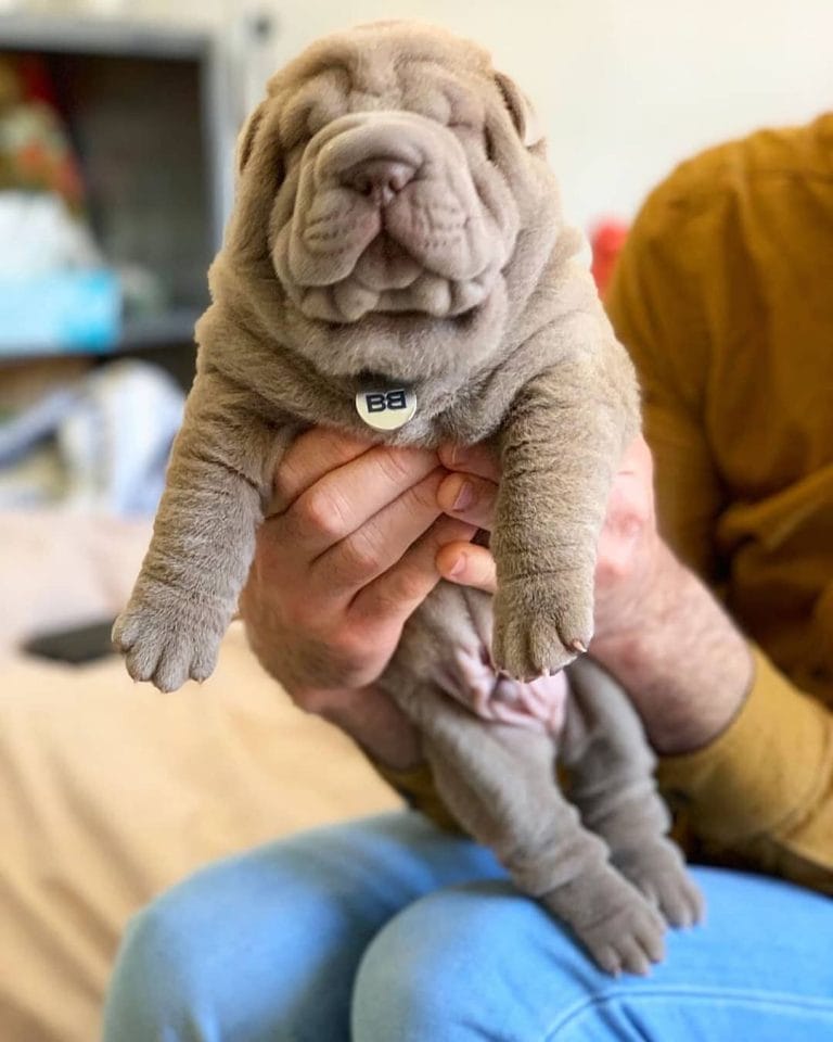 14 Things To Know About Shar Pei Dogs - PetPress