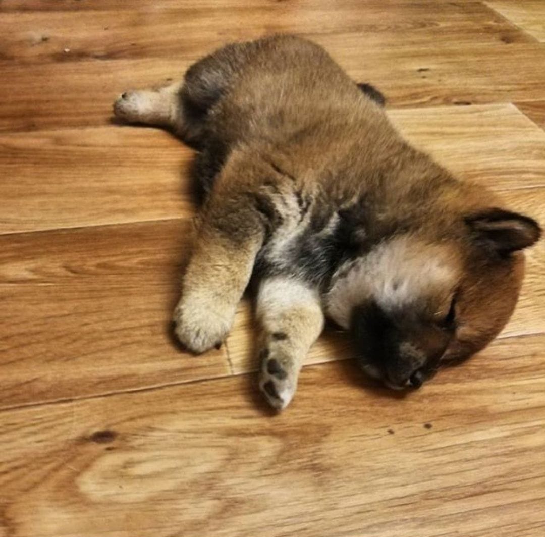 14 Funny Pictures Proving That Shiba Inu are the Best Companions Ever