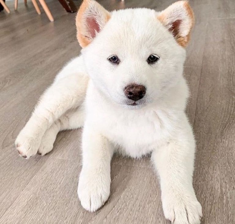 14 Funny Pictures Proving That Shiba Inu are the Best Companions Ever PetPress