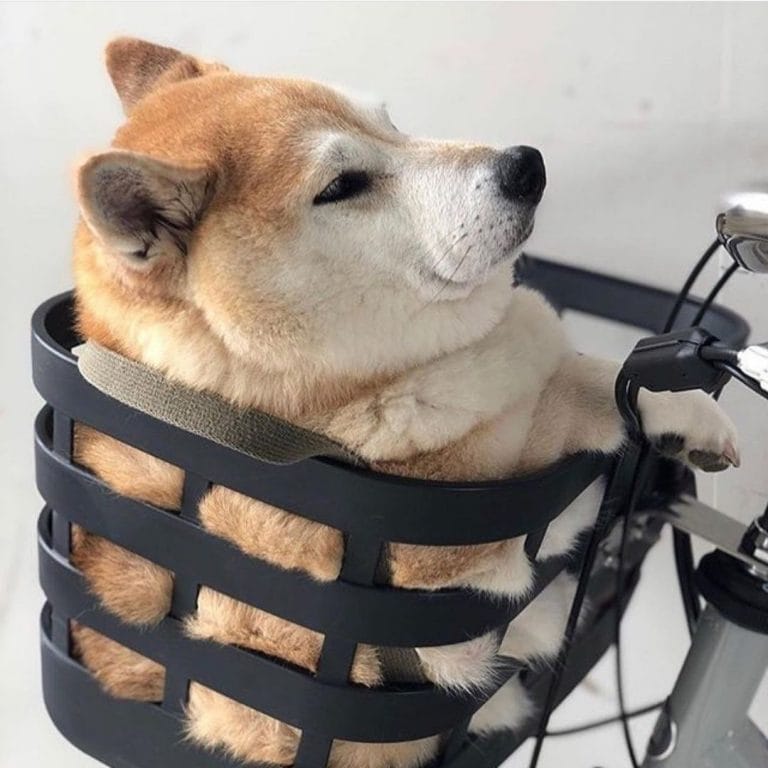 14 Funny Pictures Proving That Shiba Inu are the Best Companions Ever PetPress