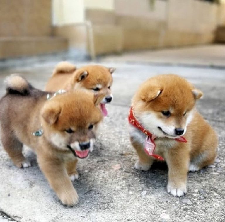 14 Funny Pictures Proving That Shiba Inu are the Best Companions Ever PetPress