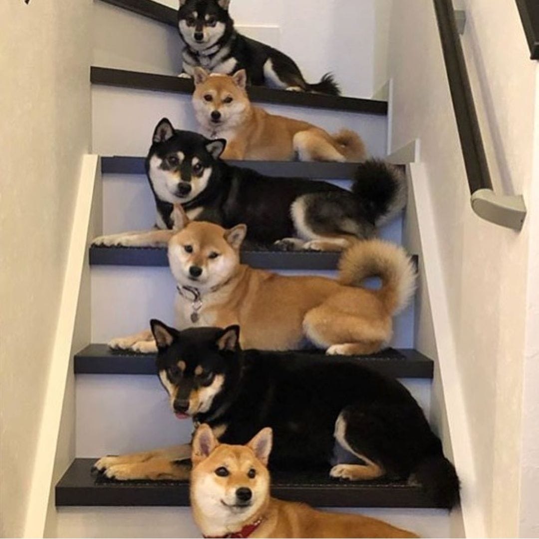 14 Funny Pictures Proving That Shiba Inu are the Best Companions Ever PetPress