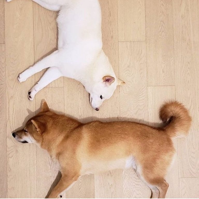 14 Funny Pictures Proving That Shiba Inu are the Best Companions Ever