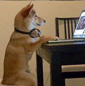 14 Funny Shiba Inu Memes That Will Make You Smile - PetPress