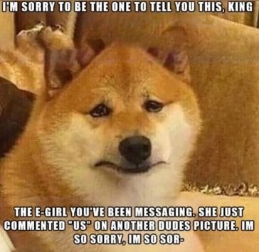 14 Funny Dog Memes That You Should Show to Your Friends Who Own a Shiba ...