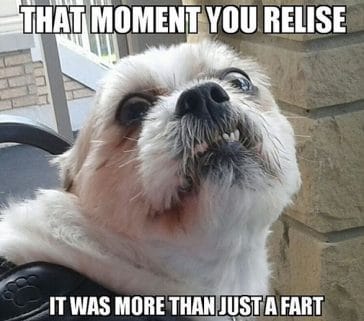 The 14 Funniest Shih Tzu Memes of All Times - Page 2 of 3 - PetPress