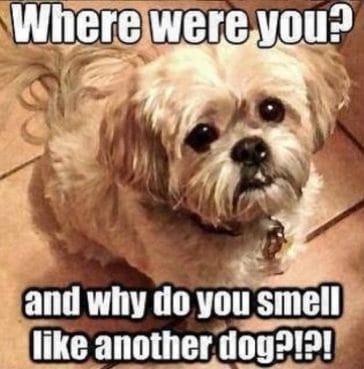 The 14 Funniest Shih Tzu Memes of All Times - PetPress