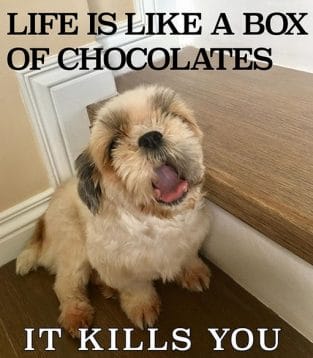 The 14 Funniest Shih Tzu Memes That Will Make You Laugh! PetPress