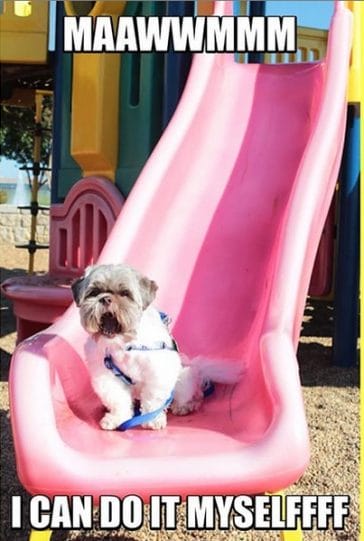 The 15 Funniest Shih Tzu Memes of the Day! - PetPress