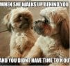 The 14 Funniest Shih Tzu Memes That Will Make You Laugh! - PetPress