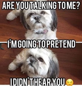 The 14 Funniest Shih Tzu Memes That Will Make You Laugh! - PetPress